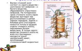 Что собой являет белое и серое вещество спинного мозга?