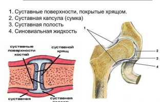 Что такое суставная сумка и где она находится?