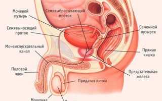 Где находится простата у мужчин – кратко и точно