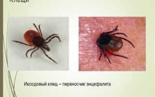 Виды клеща у человека и симптомы заражения
