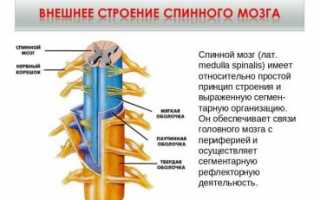 Какие функции выполняет спинной мозг?
