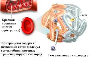 Причины и последствия высокого гемоглобина