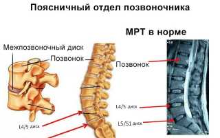 Анатомия пояснично-крестцового отдела позвоночника