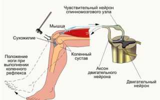 Анатомия рефлекторной дуги коленного рефлекса