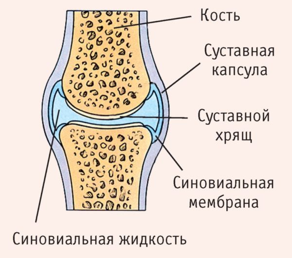 Синовиальная жидкость