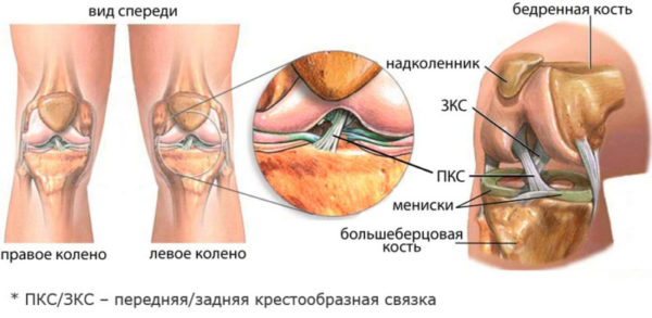 Жидкость в колене, строение коленного сустава