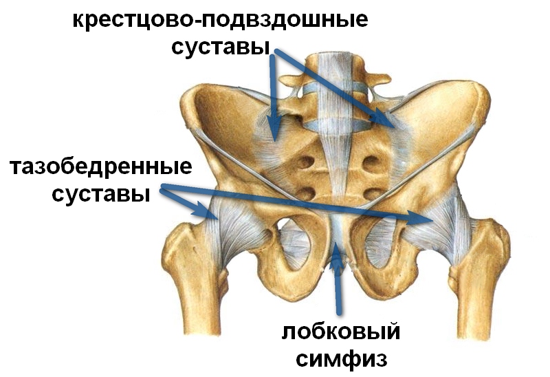 Строение пояснично-крестцового отдела позвоночника