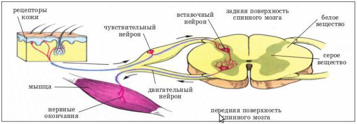 Коленный рефлекс