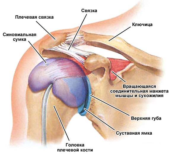 Анатомия конечностей человека