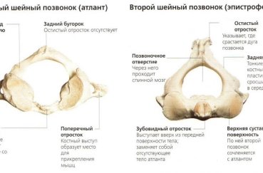 Вид атланта и эпистрофея