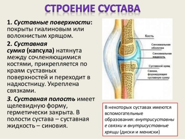 Суставная сумка