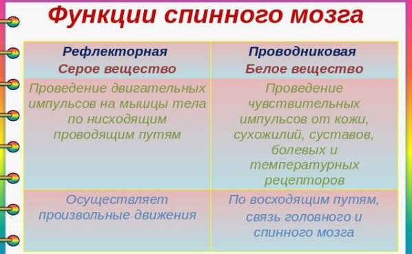 Анатомия спинного мозга