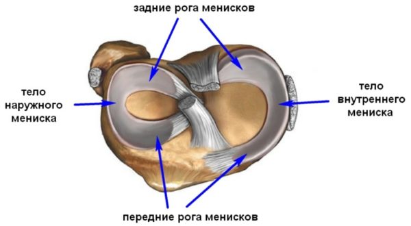 Связочный аппарат коленного сустава