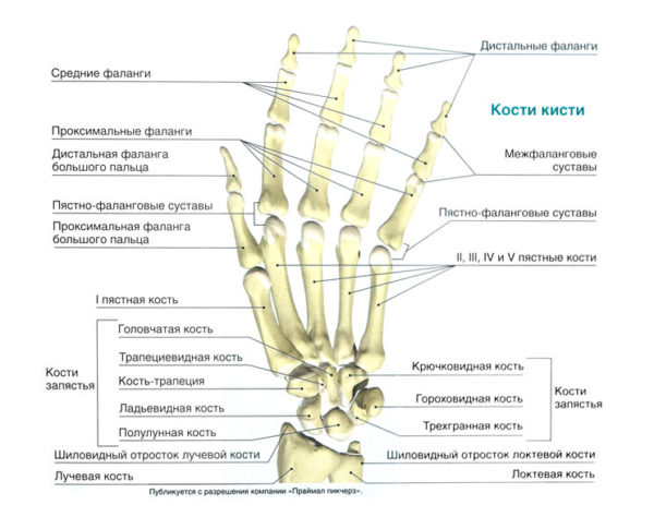 Анатомия кисти