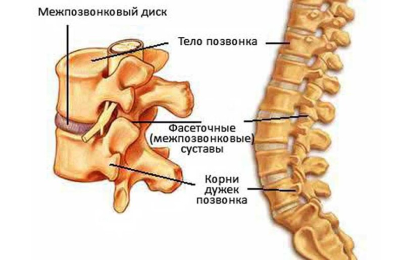 Строение позвоночника