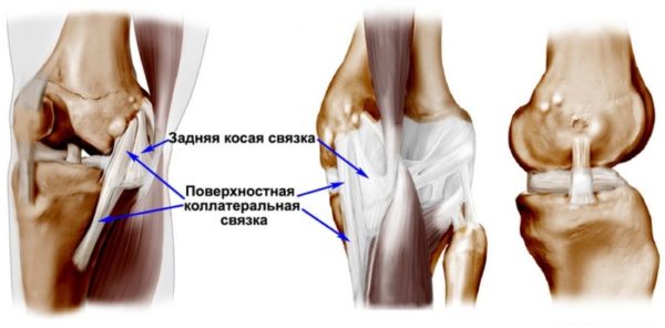 Связочный аппарат коленного сустава