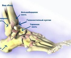 Строение голеностопного сустава