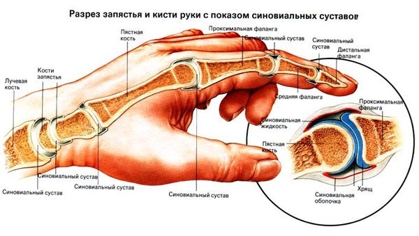 Строение суставов кисти
