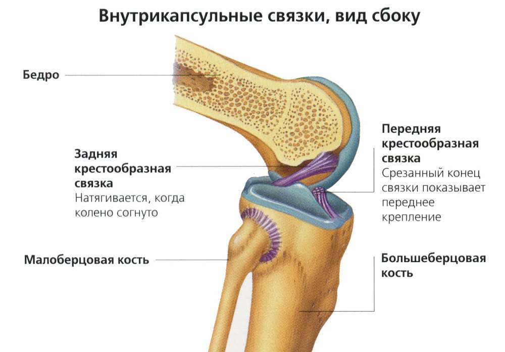 Анатомия конечностей человека