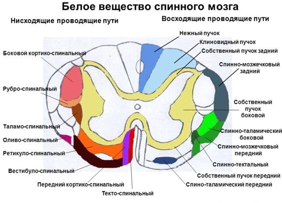 Серое и белое вещество спинного мозга