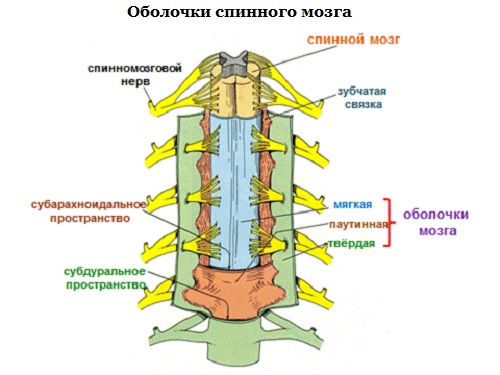 Анатомия спинного мозга