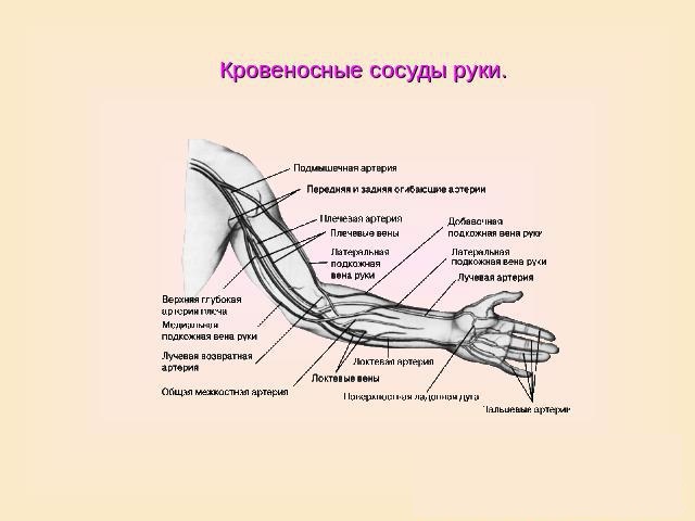 Анатомия конечностей человека