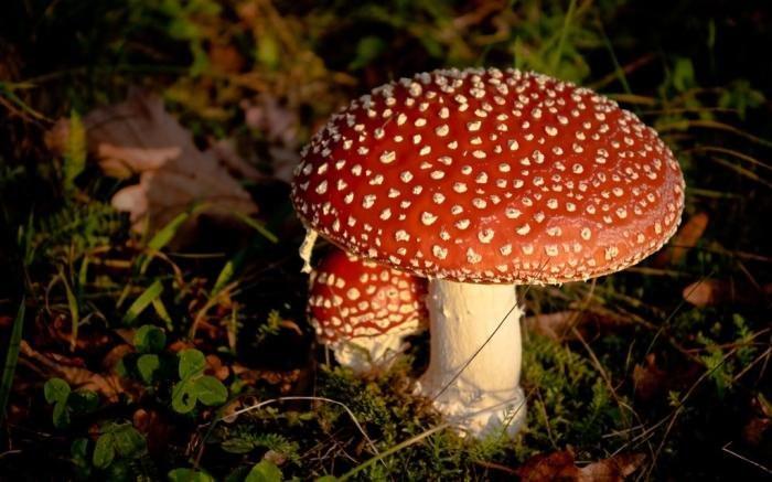 Настойка из мухоморов для суставов