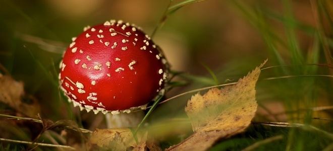 Настойка из мухоморов для суставов
