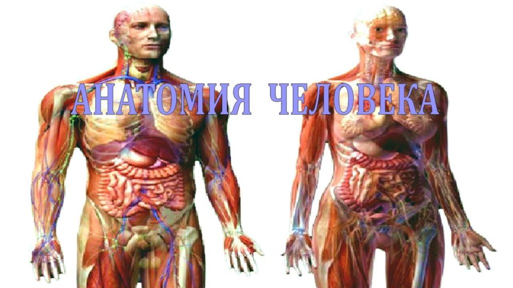 Анатомия конечностей человека