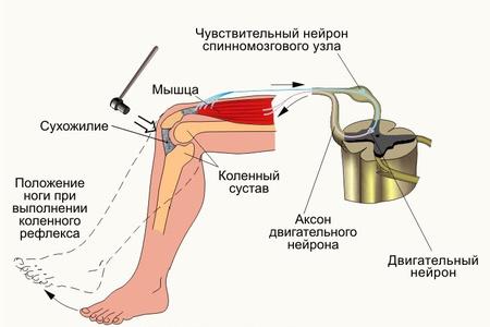 Коленный рефлекс