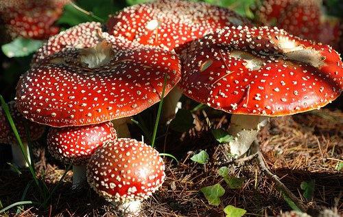 Настойка из мухоморов для суставов