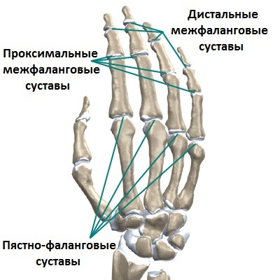 Строение суставов кисти