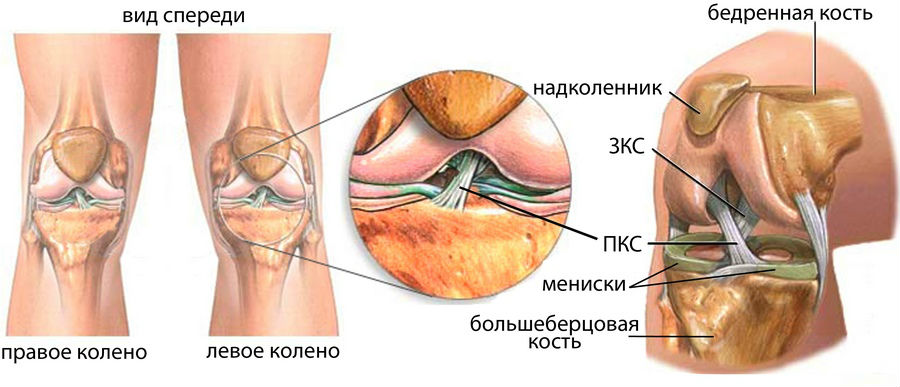 Передняя крестообразная связка коленного сустава