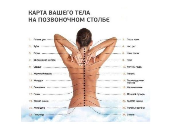 Строение позвоночника