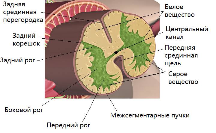 Серое и белое вещество спинного мозга