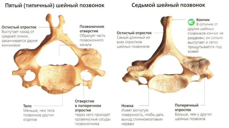 Анатомия шейных позвонков