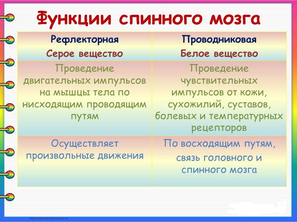 Серое и белое вещество спинного мозга