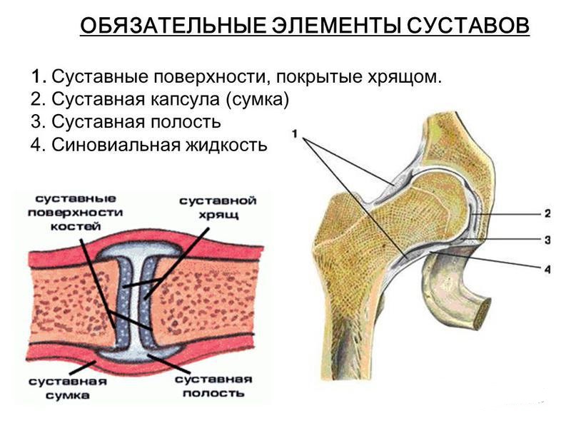 Суставная сумка