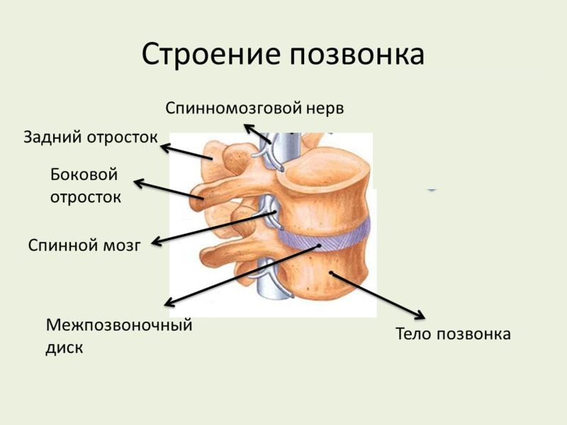 Строение позвонка пояснично-крестцового отдела позвоночника