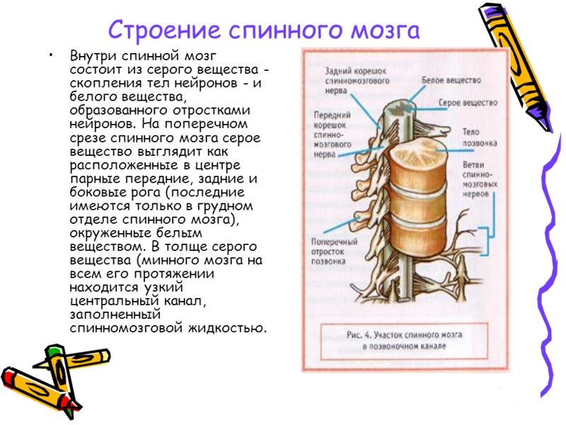 Серое и белое вещество спинного мозга
