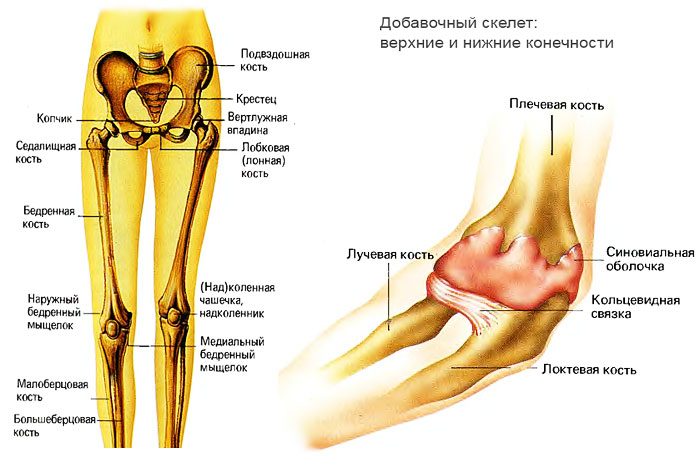 Анатомия конечностей человека