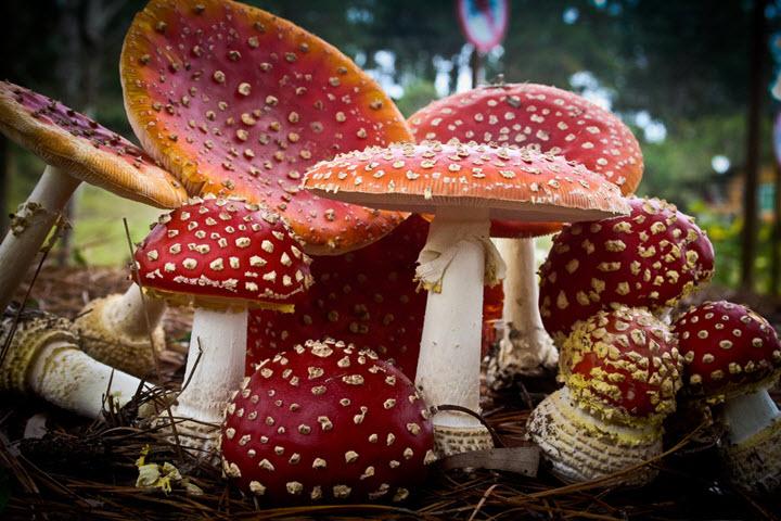 Настойка из мухоморов для суставов