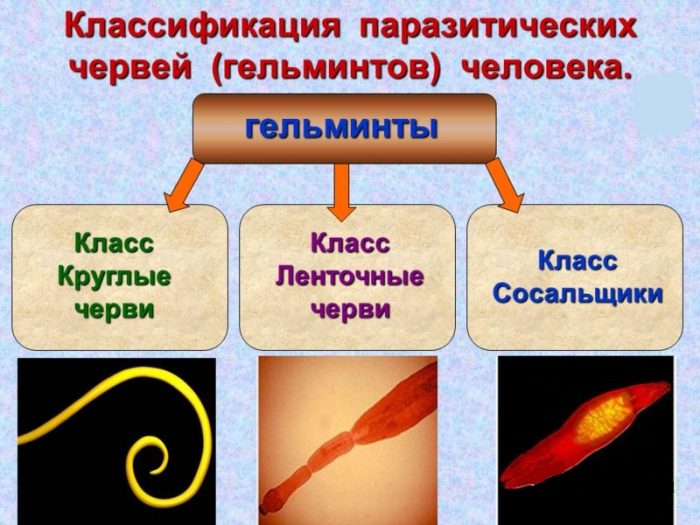 Лекарство от паразитов в организме человека: препараты и таблетки