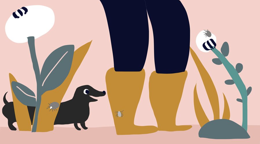 kak predotvratit ukus kleshha